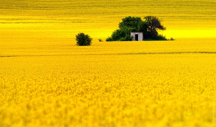 Photo:  Yellow fields